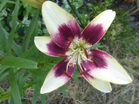 P1450244.webp