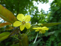 P1450030.webp