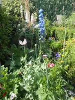 DSCN2742.webp