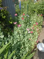 DSCN2741.webp