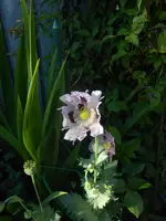 DSCN2745.webp