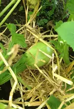 Spagetti1.webp