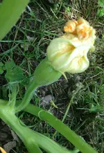 Spagettiansatz.webp
