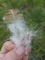 P1390550.webp