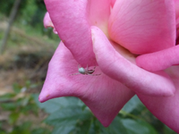 P1450215.webp