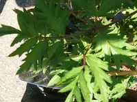 k-P1090573.webp