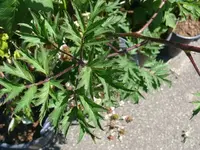 k-P1090574.webp