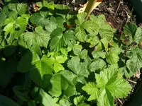 k-P1090576.webp