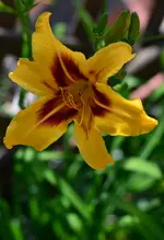 Bonanza.webp