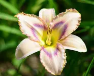onlybeleve.webp