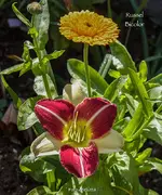 IMG_0734.webp
