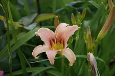 Juhr Smlg.webp