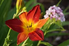 Open Heart.webp