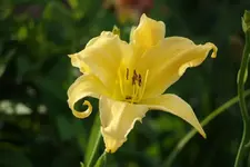 Sachsen Yellow Angel.webp