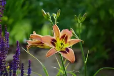 Wild and Wonderful.webp