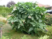 Engelstrompete 23.09.2012~1.webp
