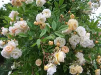 001.webp