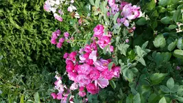 2015-06-23 17.19.24.webp