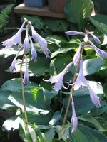 002_600x800.webp