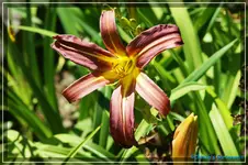 Dark Star.webp