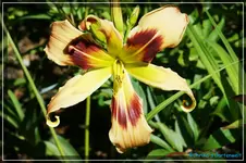Wild und Wonderful.webp