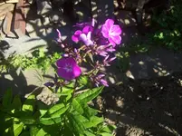 009 Phlox.webp