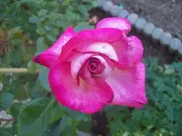 Rose.webp