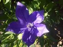Ballonblume.webp