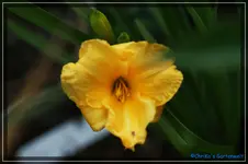 Kleine Gelbe.webp