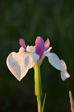 DSC_4821.webp