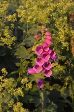 DSC_4820.webp