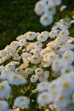 DSC_4824.webp