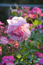 DSC_4829.webp
