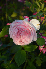 DSC_4832.JPG