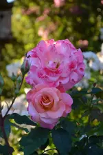DSC_4833.webp