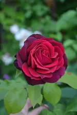 DSC_4839.webp