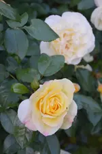 DSC_4845.webp