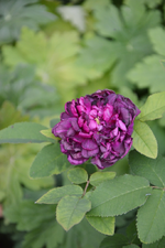 DSC_4847.webp