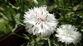 DSCF2606.webp