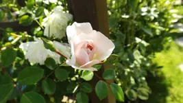 DSCF2615.webp