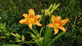 DSCF2636.webp