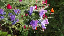 DSCF2650.webp