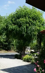 Nordseite Haus.webp