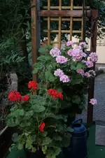 Geranien.webp