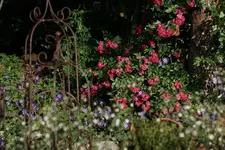 Rosen im Hangbeet.webp