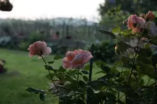 DSC06701.webp