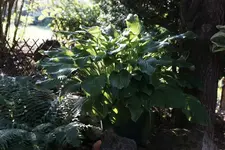 Hosta im Kübel.webp