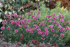 Steinnelke.webp