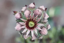 Semperblüte.webp