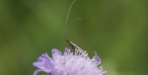 unbek. Insekt (1).webp